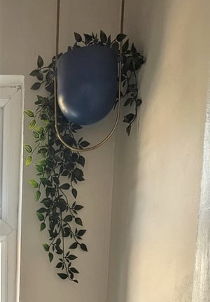 A trailing plant in a blue wall planter against a plain painted wall.